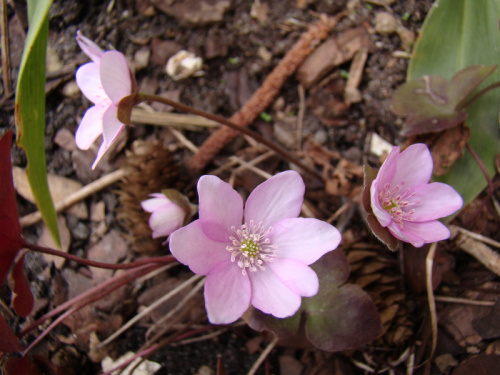 Hepatica nobilis