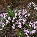 Chionodoxa forbesii 'Pink Giant'