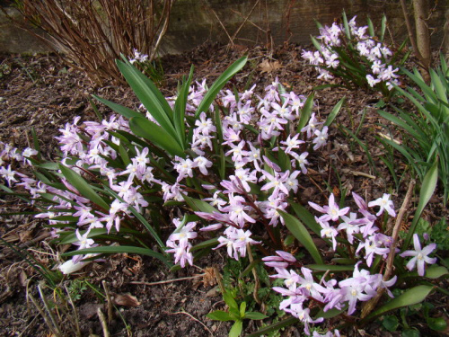 Chionodoxa forbesii 'Pink Giant'