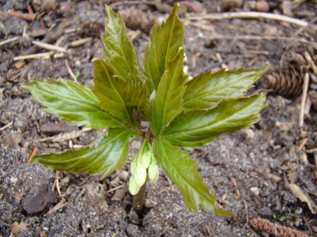 Cardamine enneaphyllos