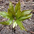 Cardamine enneaphyllos