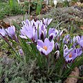 Crocus minimus