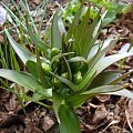 Fritillaria raddeana