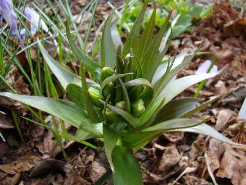 Fritillaria raddeana