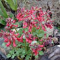 Corydalis solida 'George Baker'