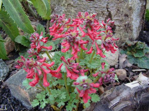 Corydalis solida 'George Baker'