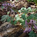 Corydalis paczoski