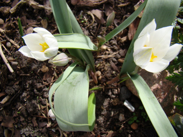 Tulipa polychroma