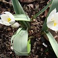 Tulipa polychroma