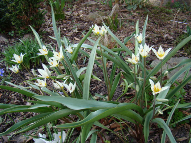 Tulipa turkestanica