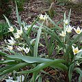 Tulipa turkestanica