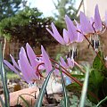 Erythronium dens-canis