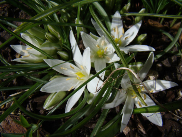 Ornithogalum nanum