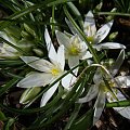 Ornithogalum nanum