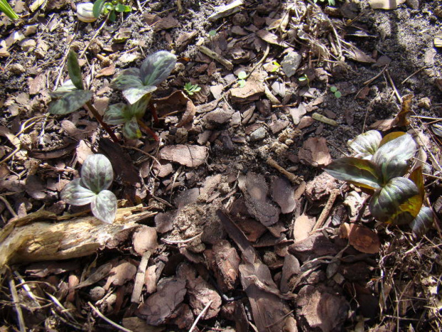 Trillium sessile