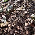 Trillium sessile