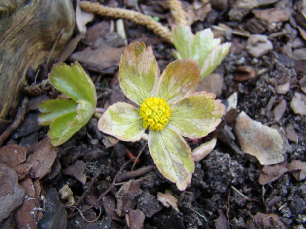 Hacquetia epipactis 'Thor'