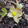 Hacquetia epipactis 'Thor'