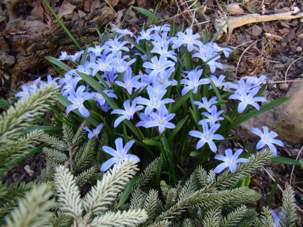 Chionodoxa forbesii