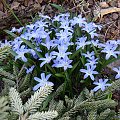 Chionodoxa forbesii