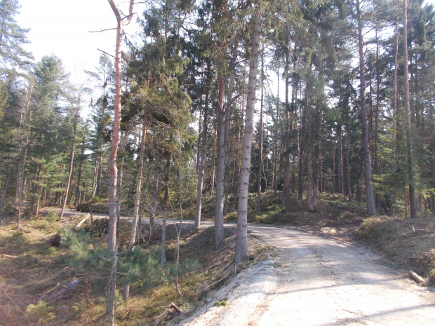 Ścieżka rowerowa wzdłuż Mierzei Wiślanej. Odcinek Kąty Rybackie-Krynica Morska. Powrót do lasu cieszy.