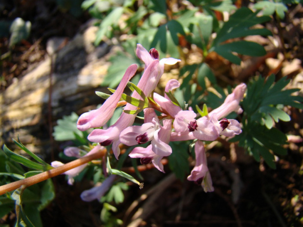 Corydalis paczoski