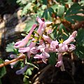 Corydalis paczoski