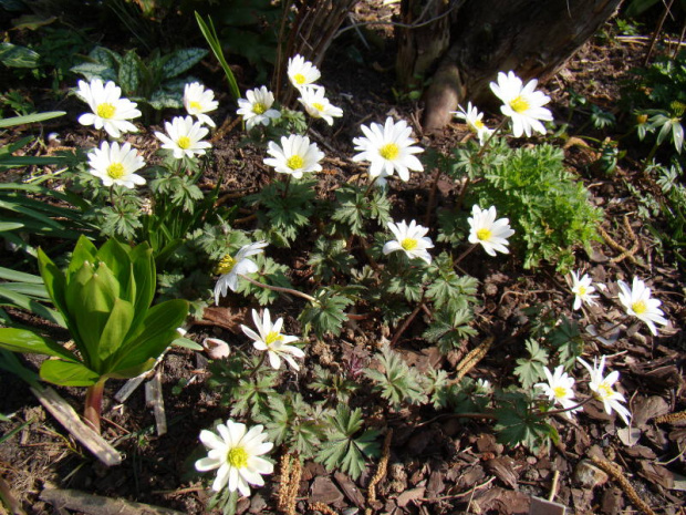 Anemone blanda 'White Splendour'