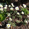 Anemone blanda 'White Splendour'