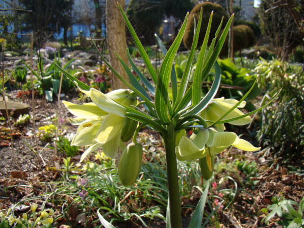 Fritillaria raddeana