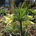 Fritillaria raddeana