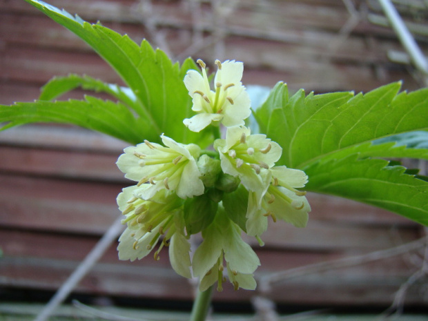 Cardamine enneaphyllos