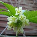 Cardamine enneaphyllos