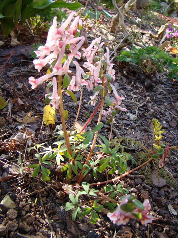 Corydalis solida 'Flashlights'