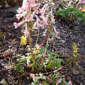 Corydalis solida 'Flashlights'