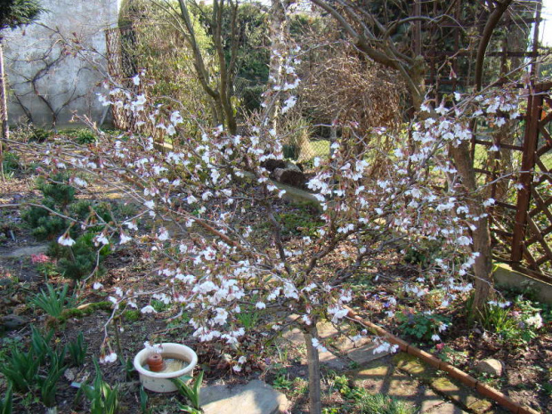 Prunus incisa 'Kojo-no-mai'