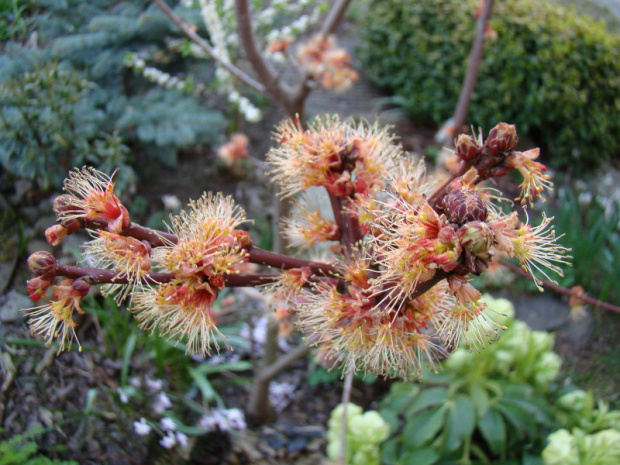 Acer rubrum 'Sekka'