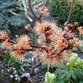 Acer rubrum 'Sekka'