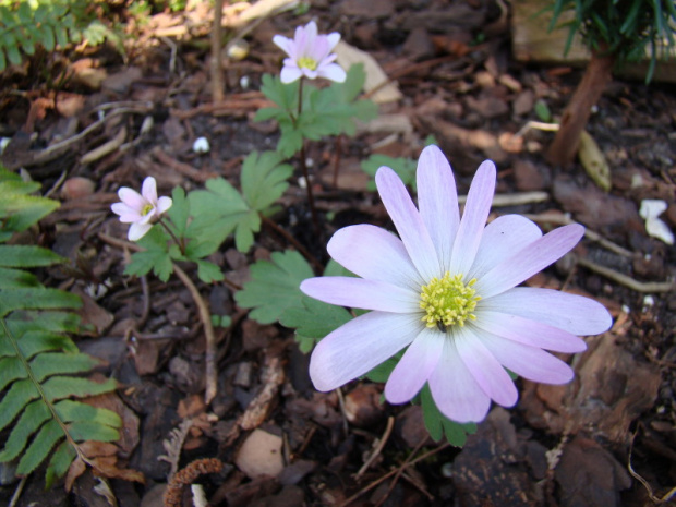 Anemone blanda