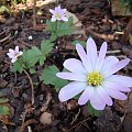 Anemone blanda