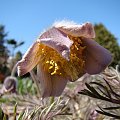 Pulsatilla x magyarica