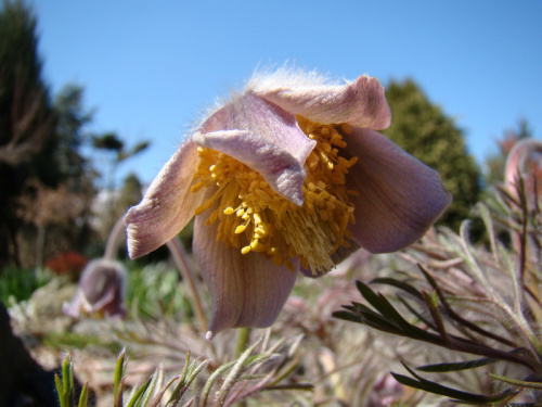 Pulsatilla x magyarica