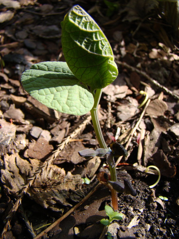 Aristolochia steupii