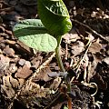 Aristolochia steupii