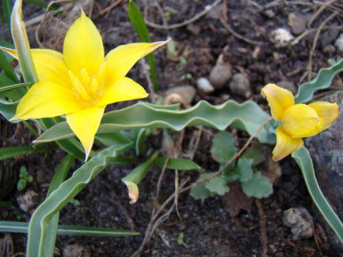 Tulipa kolpakowskiana