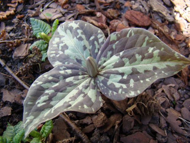 Trillium x decumbens