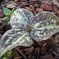 Trillium x decumbens