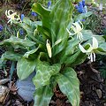 Erythronium californicum 'White Beauty'