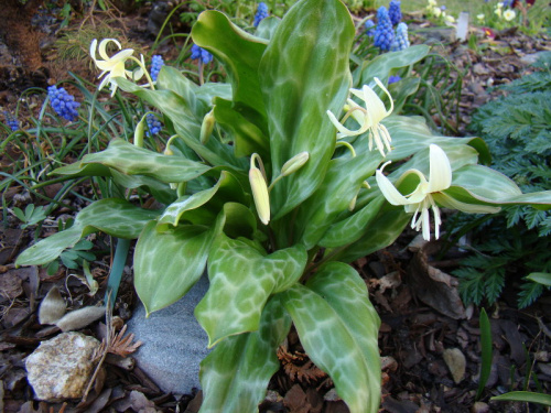 Erythronium californicum 'White Beauty'