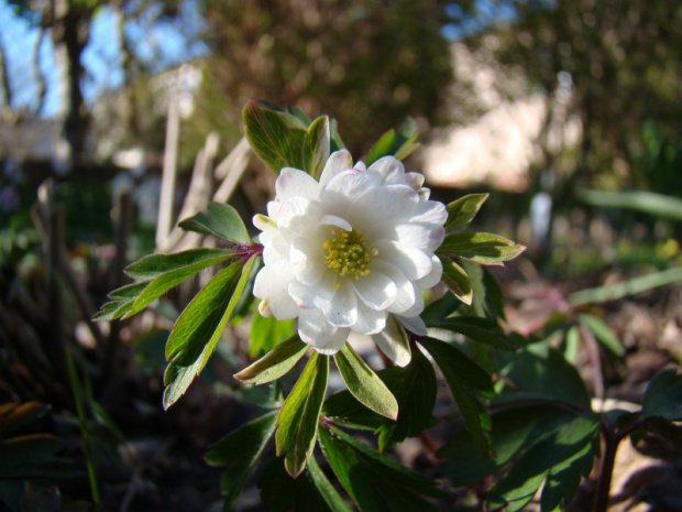 Anemone nemorosa 'Pleuger's Plena'